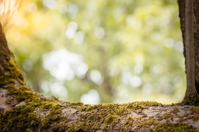 Peinture écologique : mythe ou réalité ?