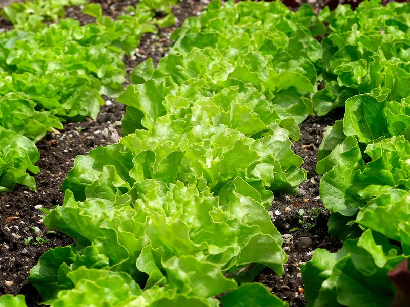 Projet n°6 : la création d’un potager en carrés