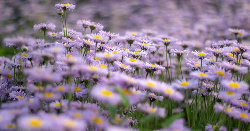 Quelles plantes choisir pour un massif vraiment autonome