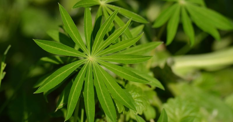 Comment créer un massif de fleurs vivaces sans entretien